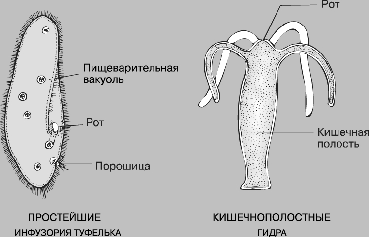 Кракен мп